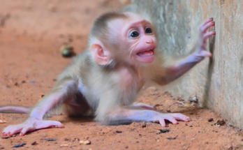 Baby Meta calling toward Mom Metry as she moves away during a natural moment of communication.