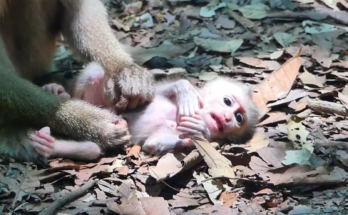 Mother Amanda monkey staying close to tiny baby Alfie during a gentle moment of natural affection and family interaction.