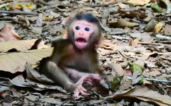 Newborn baby Loren vocalizing near Mom Luna during a natural moment of communication between a young monkey and mother