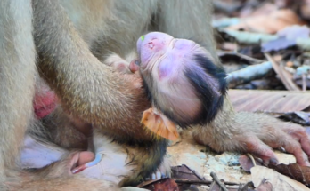 A tiny newborn monkey resting close to his mother during the earliest hours of his life.