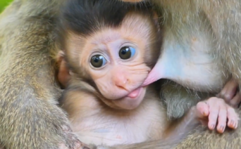 Young baby monkey Loren staying close to Mom Luna while growing, exploring, and becoming more active in his natural surroundings.