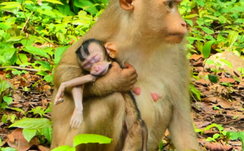 Tiny newborn monkey resting close to his mother during the first hours of his brief life in the wild.