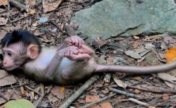 Mom monkey Luna resting near her baby during a quiet moment as the young monkey stays close to her.