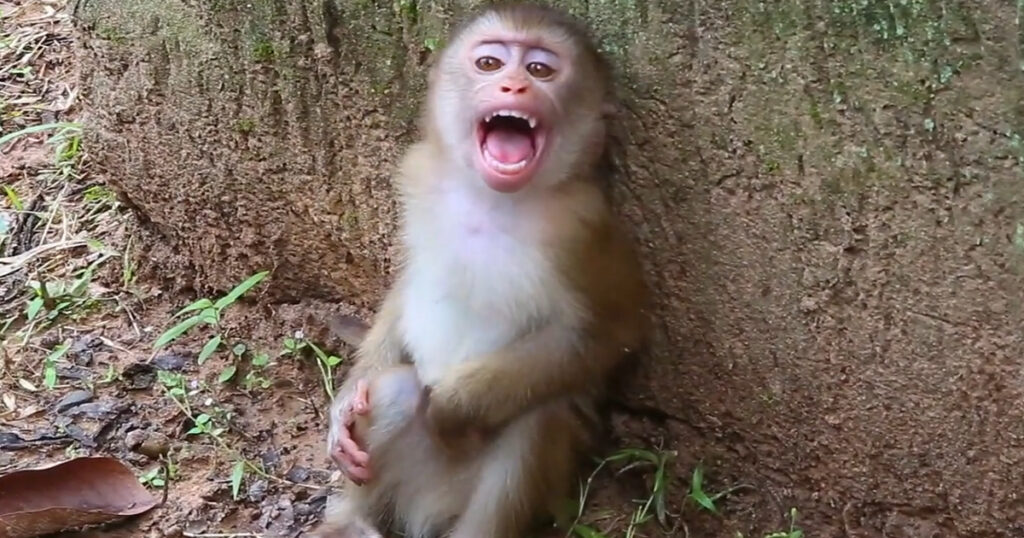 A tiny monkey vocalizes alone, expressing uncertainty as it stays close to its surroundings and searches for comfort and reassurance.