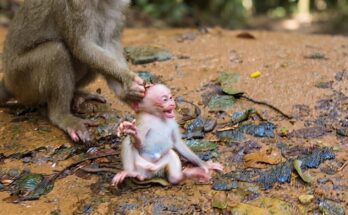 Baby monkey Leo stays near his mother Libby during a rainy moment as she gently guides his behavior.