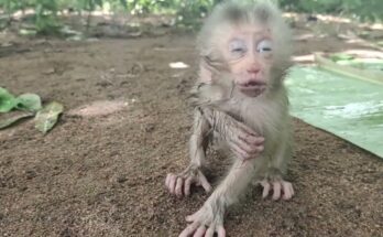 A tiny newborn baby monkey resting alone while his mother is not visible nearby.