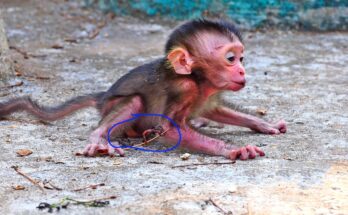Tiny newborn baby monkey sitting alone while appearing to look for comfort and closeness during an uncertain moment.