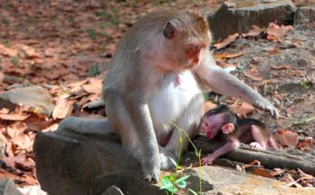 Tiny baby monkey staying close to Mother Button during a quiet moment of comfort and family care.