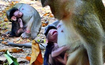Baby monkey Amina staying close to her mother Anna while seeking milk and maternal comfort.