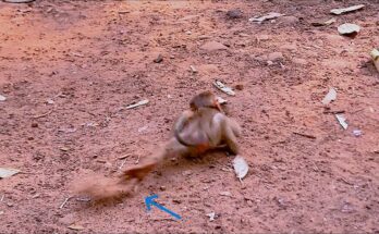 A tiny newborn baby monkey resting quietly and looking around while waiting near its family.