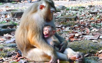 Baby monkey Rina stays close to her mother, Rose, receiving comfort and milk during a tender moment of natural maternal care.