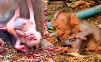 Baby monkey STEELY cautiously practices walking while Mama moves away, capturing a tender moment of early exploration, learning, and the close bond between mother and baby.